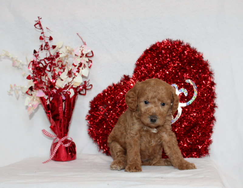 puppy, for, sale, Mini Berndoodle F2B, Matthew B. Stoltzfus, dog, breeder, Gap, PA, dog-breeder, puppy-for-sale, forsale, nearby, find, puppyfind, locator, puppylocator, aca